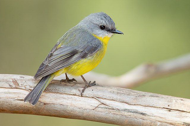 Image from Wikipedia: https://en.wikipedia.org/wiki/Songbird